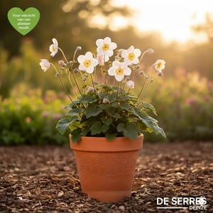 Anemone japonica 'Coupe d´Argent' P9