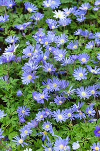 Blue Shades - afbeelding 2