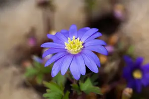 Blue Shades - afbeelding 3