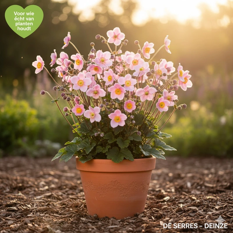 Anemone japonica 'Elegans' P9