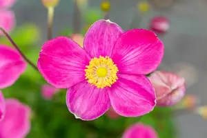 Anemone hybr. 'Fantasy Pocahontas' P9 - afbeelding 1