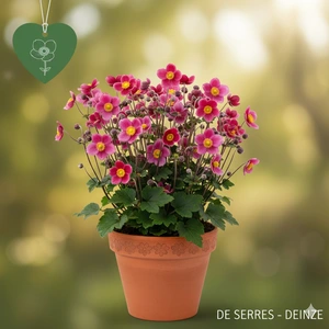 Anemone hupehensis 'Fantasy® Red Riding Hood' P9