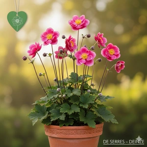 Anemone japonica 'Margarete' P9