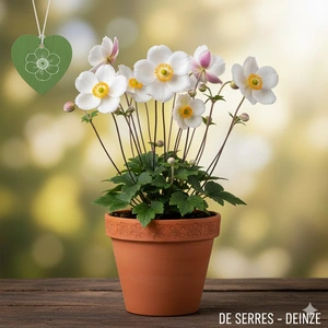 Anemone japonica 'Regal Swan' P9