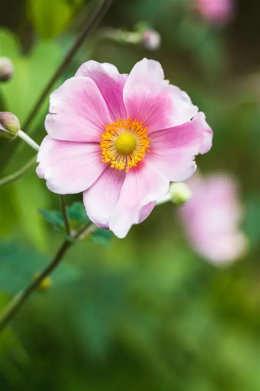 Rosenschale