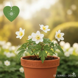 Anemone nemorosa 'Hilda' P9