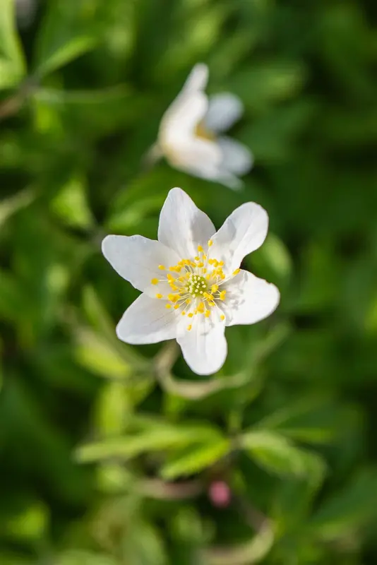 nemorosa - afbeelding 9