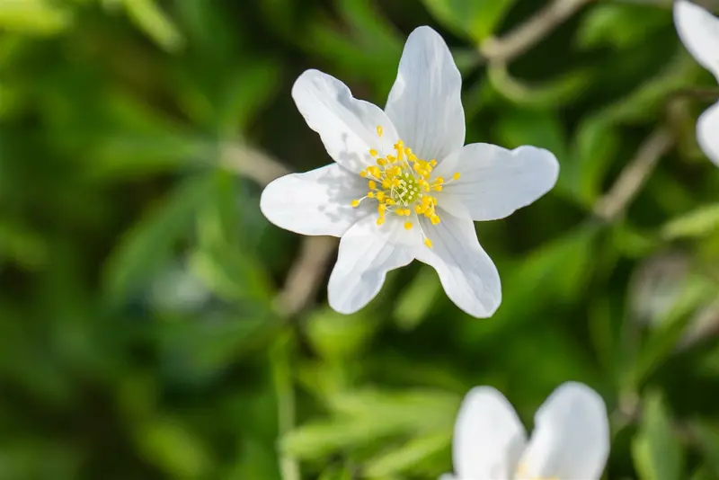 nemorosa - afbeelding 10