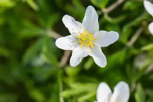 nemorosa - afbeelding 10