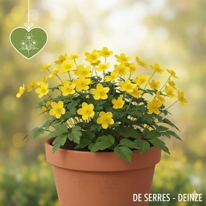 Anemone ranunculoides P9