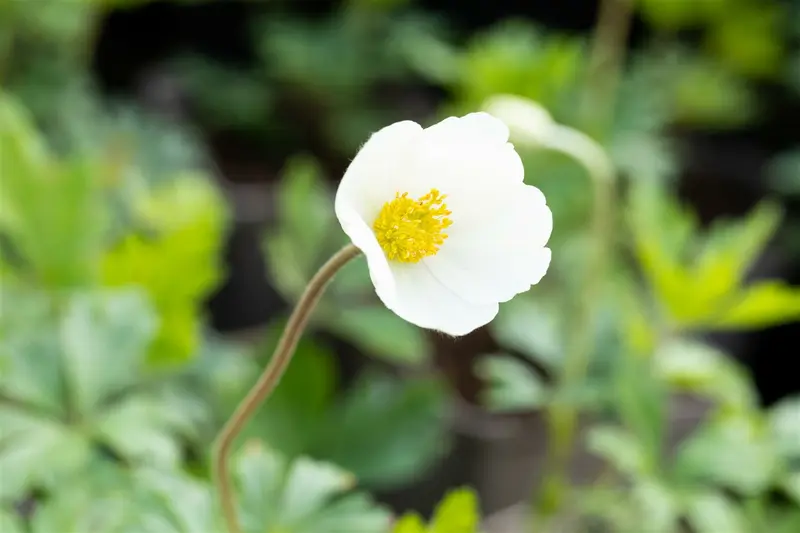 Anemone sylvestris P9
