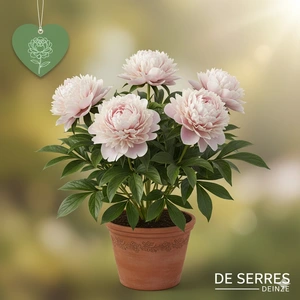 Paeonia lactiflora 'Angel Cheeks' C1