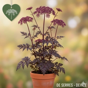 Angelica sylvestris 'Vicar´s Mead' P9