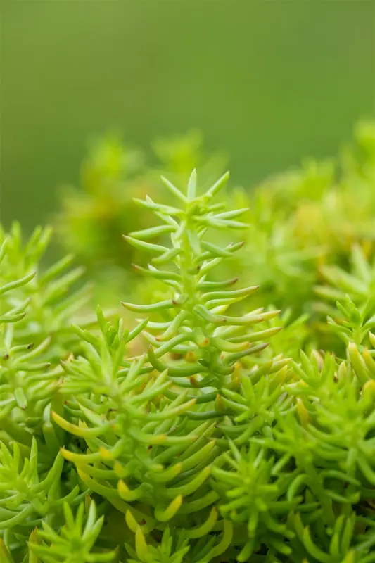 sedum refl. 'angelina' P9 - afbeelding 4