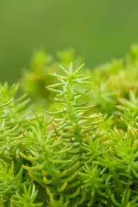 sedum refl. 'angelina' P9 - afbeelding 4
