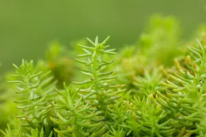 sedum refl. 'angelina' P9 - afbeelding 3