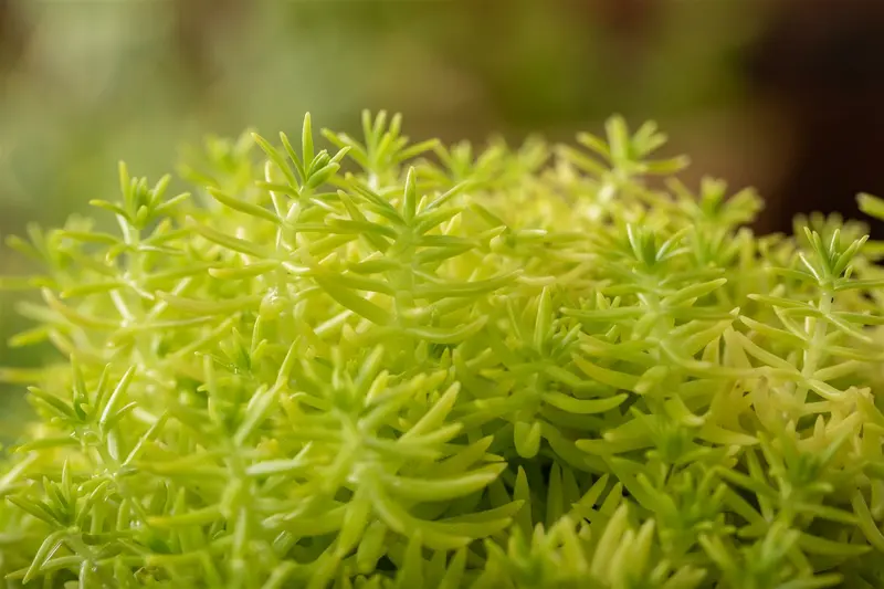 sedum refl. 'angelina' P9 - afbeelding 5