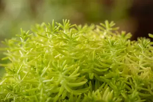 sedum refl. 'angelina' P9 - afbeelding 5