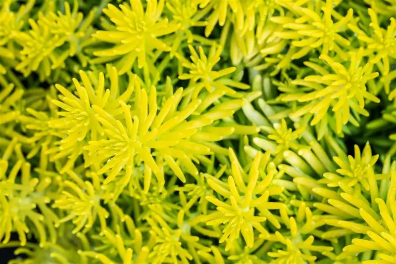 sedum refl. 'angelina' P9 - afbeelding 2