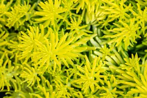 sedum refl. 'angelina' P9 - afbeelding 2