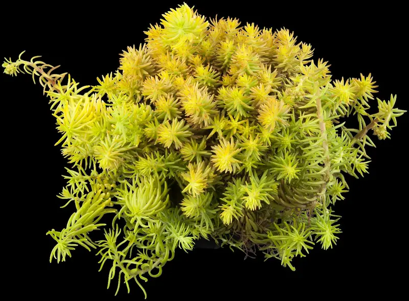 sedum refl. 'angelina' P9 - afbeelding 1