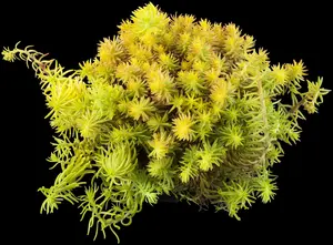 sedum refl. 'angelina' P9 - afbeelding 5