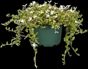 pratia angulata ( lobelia ang.) P9 - afbeelding 2