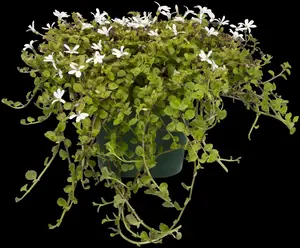 pratia angulata ( lobelia ang.) P9 - afbeelding 2