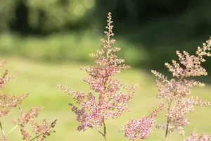astilbe (a) 'anita pfeifer' P9
