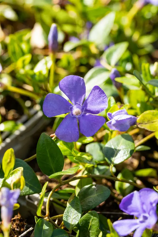 vinca minor 'anna' P9 - afbeelding 4