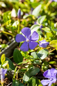 vinca minor 'anna' P9 - afbeelding 4