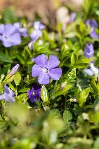 vinca minor 'anna' P9 - afbeelding 2