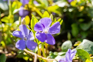 vinca minor 'anna' P9 - afbeelding 3