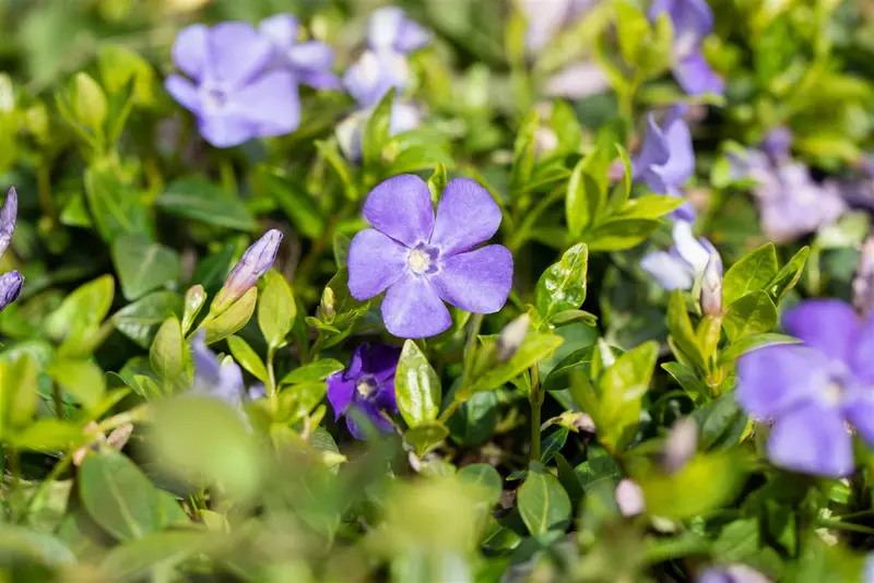 vinca minor 'anna' P9 - afbeelding 1