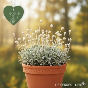 Antennaria dioica 'Alba' P9