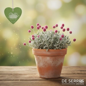 Antennaria dioica 'Alex Duguid' P11