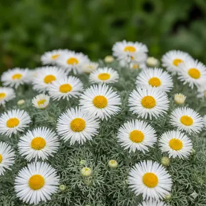 Anthemis carpatica 'Karpatenschnee' P9
