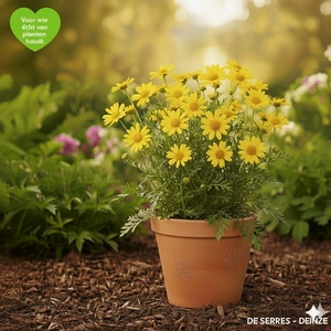 Anthemis tinctoria 'Kelwayi' P9