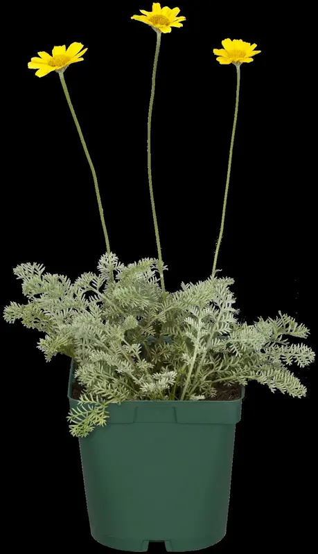 Anthemis tinctoria 'Eva' ('dwarf form') P9