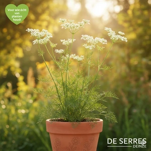 Anthriscus sylvestris P9