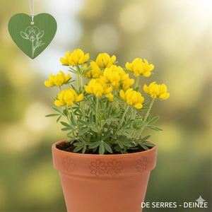 Anthyllis vulneraria P9