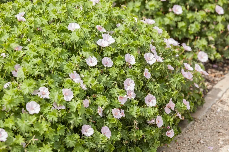 Geranium sang. 'Apfelblüte' P9 - afbeelding 1