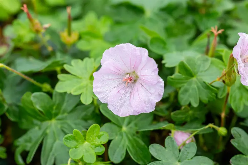 Geranium sang. 'Apfelblüte' P9 - afbeelding 3