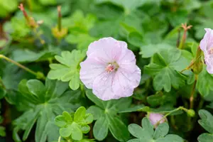 Geranium sang. 'Apfelblüte' P9 - afbeelding 3