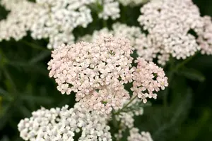 achillea mil. 'apfelblüte' P9 - afbeelding 5