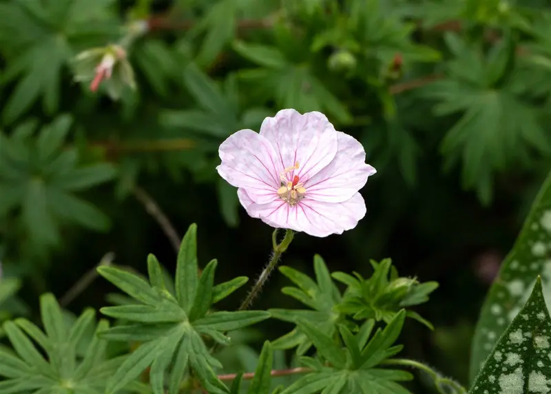 Geranium sang. 'Apfelblüte' P9 - afbeelding 2