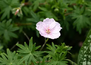 Geranium sang. 'Apfelblüte' P9 - afbeelding 2