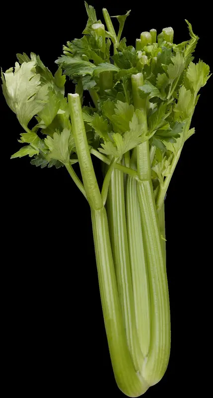 graveolens - afbeelding 6