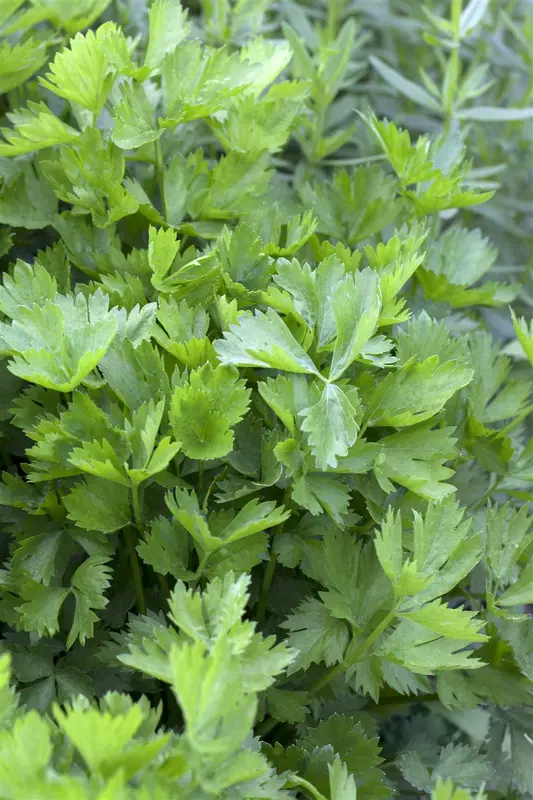 Apium graveolens P9 - afbeelding 1