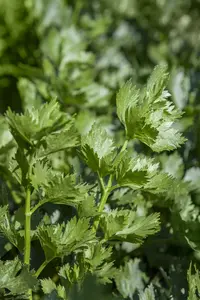 Apium graveolens P9 - afbeelding 5